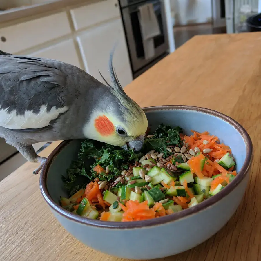 Calopsita comendo vegetais frescos