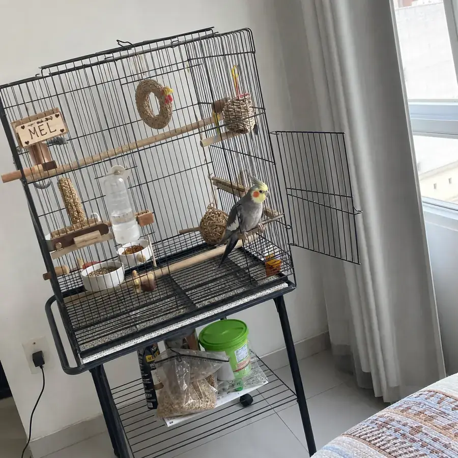 Gaiola de calopsita bem organizada em casa